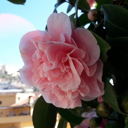 B&B Il Giardino Delle Camelie Palestrina Eksteriør billede