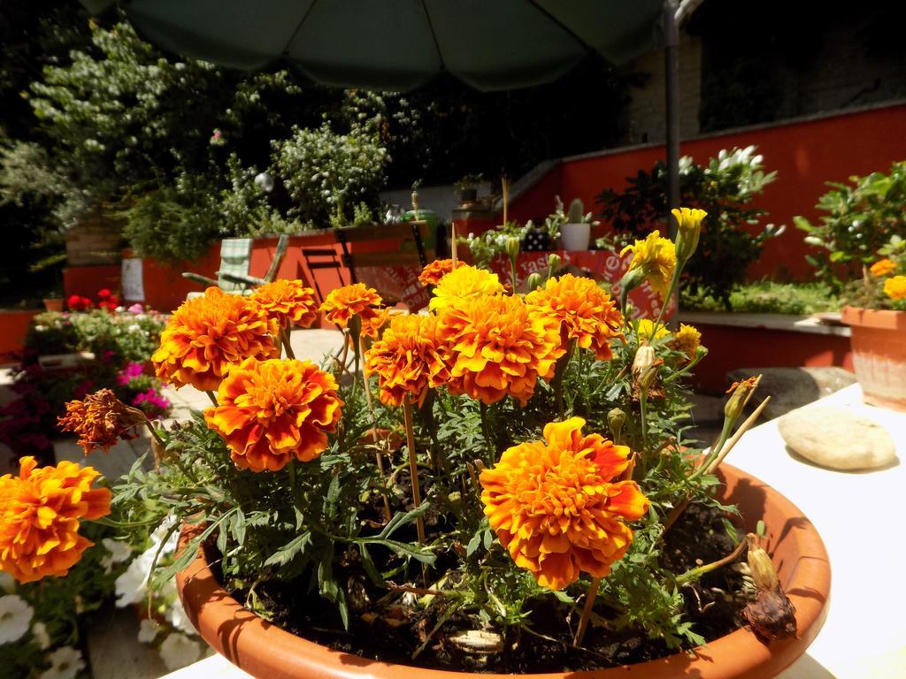 B&B Il Giardino Delle Camelie Palestrina Eksteriør billede