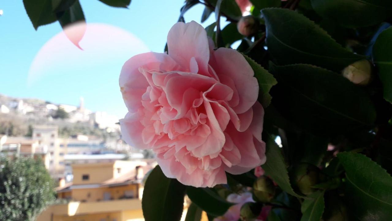 B&B Il Giardino Delle Camelie Palestrina Eksteriør billede